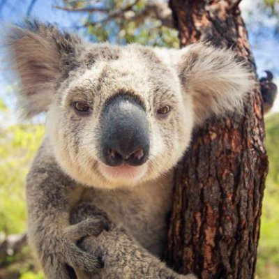 Close up of koala in tree. Image, Adobe.